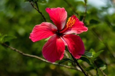 China rose is a unique variety of hibiscus that produces large, double blooms in shades of pink, red, black, and white. Rosa chinensis, known commonly as the China Rose member of the genus Rosa clipart