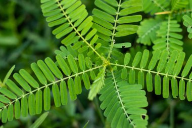 Dhaincha ya da Sesbania bispinosa çok amaçlı bir çalılıktır ve otlatma sistemlerinde ve kesme ve taşıma amaçlı bir yem kaynağı olarak kullanılır.