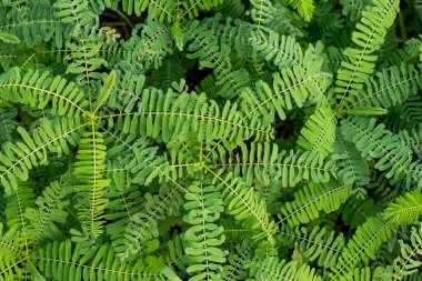 Dhaincha yaprak döken, uzun ömürlü olmayan, kuzeydoğu Afrika, Asya 'ya özgü bir ağaç ya da çalı. Sesbania sesban, hızlı büyüyen, uzun ömürlü bir baklagil ağacıdır ve 8 metreye kadar ulaşır..