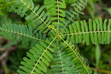 Sesbania bispinosa, Sesbania aculeata perileri olarak da bilinen, Sesbania cinsinde küçük bir ağaçtır. Dhaincha ya da Sesbania bispinosa çok amaçlı bir çalılıktır.