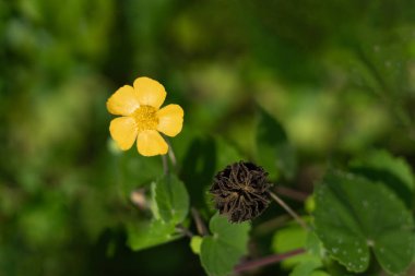 Kadife yapraklar yaprak eksenlerinde çiçek açarak, 5 yapraklı turuncu-sarı çiçekler üretirler ve bunu kendine özgü bir tohum takip eder. Vahşi bir bitki ve çok fazla tıbbi özelliği var.
