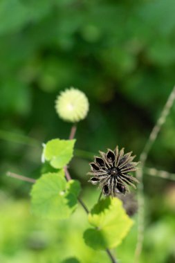 Velvetleaf seeds can persist in the soil for several decades. Velvetleaf is drought tolerant. It's emerges primarily from mid-spring to early summer clipart