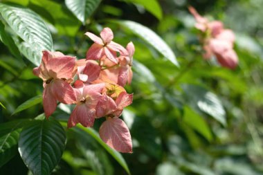 Açık pembe bir çiçek kümesi. Küçük sarı yıldız şeklindeki çiçekleri küçük kümeler halinde dizilmiş Buda 'nın lambası. Çiçeğin dış kısmı parlak ve sarıdır.