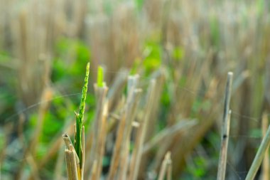 Paddy genellikle büyüme mevsiminin çoğunda su basmış seviyedeki havzalarda yetişir. Paddy pirinçten yapılır. Pirinç Asya kıtasındaki insanların temel gıdasıdır.