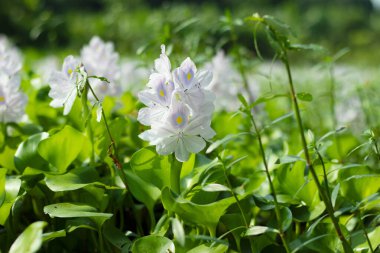 Most of the time kochuripana is purple in color. Water hyacinth is a large aquatic plant that floats freely in the water, oval leaves growing in a cluster clipart