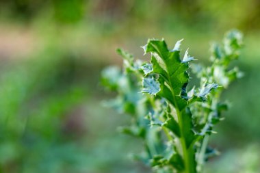 Devedikeni dikenli bir bitki. Devedikeni, devedikeni olarak da bilinir, iki yıllık veya kısa ömürlü bir devedikeni. Kanada devedikeni gibi merkezi bir taproot ritmi var.