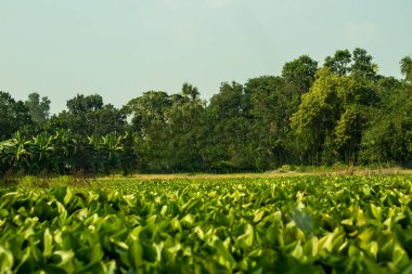Yeşil, verimli bir köyde, yanında yeşil ağaçlarla çevrili Kachuripana göleti olan güzel, iyi inşa edilmiş bir ev.