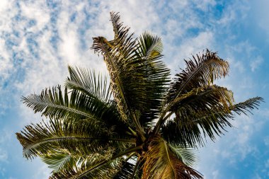 Mavi gökyüzünün altında büyük bir hindistan cevizi ağacı. Hindistancevizi palmiyesi, tropikal alanlarda yenilebilir meyveleri olan hindistan cevizi için yaygın olarak yetiştirilen bir palmiye türüdür.
