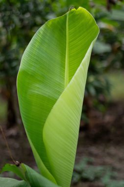 Muz yapraklarının tatlandırıcı olduğu söylenir. Muz yaprakları yenilebilir ama genellikle yenmez, ama buharda pişirmek için kullanılır.