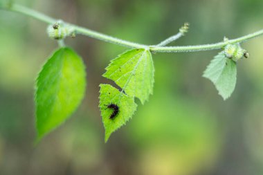 Orta yoğunlukta, sert ve kadifemsi tüylü, kahverengi saplı ve sert kabuklu. Çin bar yapraklarında zehirli bir akrep.