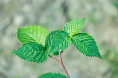 Rubus nemophilus parlak, güneşli pencerelere yakın olmayı sever. Rubus nemophilus, 4 gözlemli bir bitki türüdür.