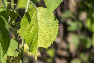 Küçük yeşilimsi çiçekler küçük, kafaya benzeyen kümelerdir, zıt yaprakların eksenlerinde sürekli ya da kesintiye uğramış dikenler halinde dizilmişlerdir.