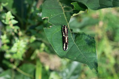 Papilio machaon. Yeşil yapraklı Akrep. Kırlangıç bizim en büyük yerli kelebeğimizdir ve aynı zamanda en nadir bulunanlarımızdandır.