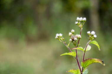Kanada devedikeni ve devedikeni. Orta boydan uzun çalı bitkisine, genellikle dallı ama kanatlı ya da dikenli değil.