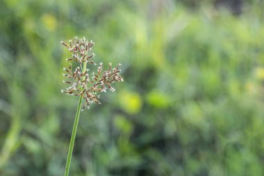 Cyperus rotundus coco grass, Java grass, nut grass, mor fındık sedge veya mor fındık ağacı. Nutgrass bir kolonidir.