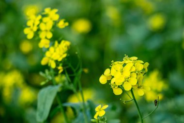 Sarı hardal çiçeği. Hardal çiçekleri çift cinsiyetlidir ve kendi kendini dölleyebilir. Bu yüzden polen donörü olarak başka bir bitkiye ihtiyaç duymazlar.