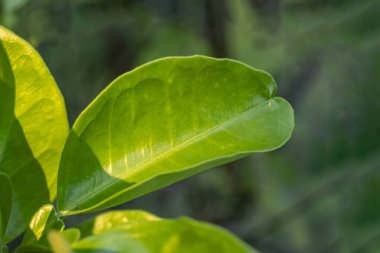 Bu geliştirilmiş bir Batabi limon yaprağı çeşidi. Greyfurt yaprakları. Bu greyfurt genellikle tatlı çeşitlilikte olur.