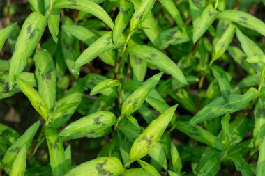 Bu, ekilmiş tarlalarda ve bahçelerde sorun çıkaran bir ottur. Kısa ile orta arasında, genişleyen, tüysüz ve dallanmış bir bitkiye dönüşür. Yapraklar zıpkınlanır, üstte inceltilir.