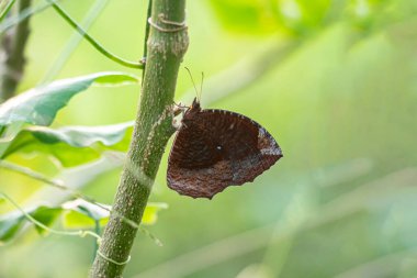 Bir ağaç dalında oturan kahverengi kelebek. Kelebek ve güve başkalaşım denilen bir süreçle gelişir.