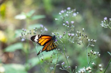 Kelebeğin güzelliği narindir ve bir sürü rengi vardır. Her kelebek farklıdır ve vücudunun her yerinde eşsiz işaretler, renkler ve desenler vardır.