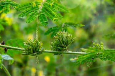 Sürünen hassas bitki, dev hassas bitki, nila otsdiplotricha dev duyarlı ağaca çok benzer. Otlakları, kamış tarlalarını ve ekinleri istila eder.