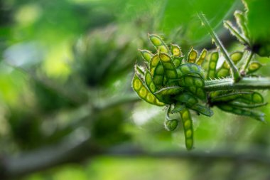 Yaygın isimleri hassas bitkilerdir. Dokunma bana bitkisi de chhui mui bitkisi olarak adlandırılır. Bilimsel adı Mimosa pudica var. pudika