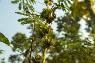 Mimosa pigra, genellikle dev hassas ağaç olarak bilinir. Otlakları, kamış tarlalarını ve ekinleri istila eder.