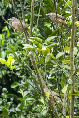 Orman ötleğenleri, altı ila on kuşluk küçük gruplar halinde avlanan dost canlısı kuşlardır. Babbler basit görünüşlü bir gevezedir.