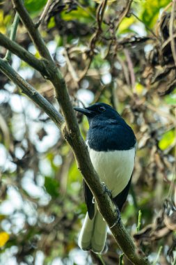 Sıradan saksağan en zeki kuşlardan biridir. Saksağan hatasız, uzun kuyruklu bir kuştur. Esasen siyah, beyaz göbekli.