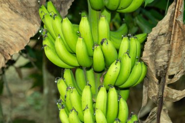Muz sağlıklıdır. Lifli ve sindirim için iyidir ve çiğ muzlar için harika bir katkı sağlar.