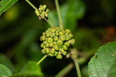 Ehreti meyvesi yaklaşık 5 ila 8 mm çapında pürüzsüz ve depresif bir küredir. Her meyvenin içinde sertleştirilmiş 4-7 tane tohum vardır.