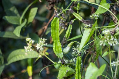 Kanatlı fasülye Psophocarpus tetragonolobus, Güneydoğu Asya 'da yetişen bir baklagil bitkisidir. Kanatlı fasulye çok besleyicidir. Protein ve vitaminlerle doludur.