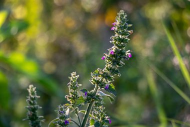 Ajuga piramidalis, kısa rizimleri ve soluk mavi çiçekleri olan uzun ömürlü tüylü bir bitkidir. Koyu yeşil, oval ve dikdörtgen renkler bırakır.