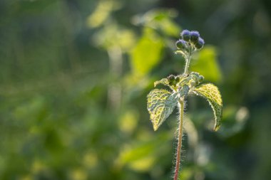Ageratum conyzoides, Asteraceae familyasına ait yıllık otçul bitki türü.