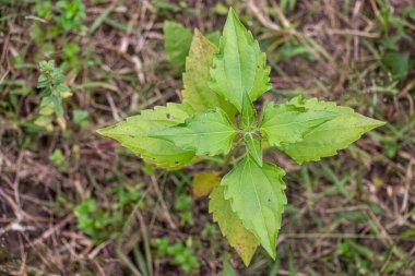 Çalılıktaki Jack, birçok bitki türü için kullanılan yaygın bir isimdir. Ama çoğunlukla Chromolaena odorata 'dan bahseder. Siyam otu ya da çalılıktaki Jack olarak da bilinir.