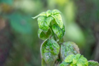 Tropical Whiteweed. Growth Habit Erect or sprawling, up to 1 meter tall.Leaves Oval to lance shaped, hairy, serrated found in tropical and subtropical regions clipart