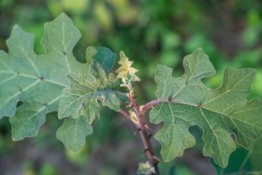 Hindi üzümü Solanum torvum, Solanaceae itüzümü ailesine ait hızlı büyüyen, tropikal bir çalıdır.
