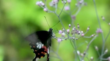 Siyah, turuncu, beyaz bir kelebek yabani bir çiçekten nektar toplar.