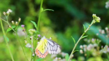 Kelebek bir kır çiçeğinden özenle nektar toplar.