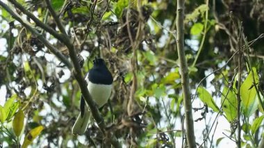 Bir saksağan zarif bir şekilde bir sapın üzerinde duruyor, siyah ve beyaz tüyleri çarpıcı