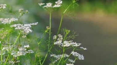Kişniş bitkileri Coriandrum sativum aromatik ve yenilebilir bitkilerdir.
