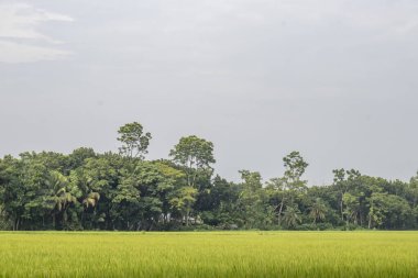Bir çeltik tarlası, özellikle Asya 'da pirinç yetiştirmek için tropikal ve subtropikal bölgelerde kullanılan sel basmış bir tarım alanıdır. Pirinç Asya 'nın temel gıdasıdır.