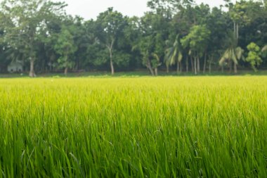 Uçsuz bucaksız, yemyeşil bir çeltik tarlası, rüzgarda sallanan sıra sıra pirinç bitkileriyle araziye yayılıyor, dingin ve bakımlı bir manzara yaratıyor.