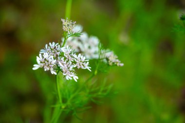 Kişniş çiçekleri küçük, narin ve tipik olarak beyaz ya da soluk pembedir. Bu yenilebilir çiçekler yemeklere hafif bir narenciye katar.