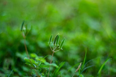 Sürünen Ağaç Sorrel. Küçük, sarı veya mor çiçekleri kümeler halinde açar. Bu bitki gölgeli ve nemli alanlarda yetişir ve genellikle ot olarak kabul edilir.