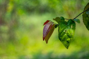 Flacourtia indica ilaca yardım eder, dayanıklı odun sağlar ve vahşi yaşamı destekler. Alet ve yakıt için değerlidir, tozlaştırıcıları ve kuşları destekler.