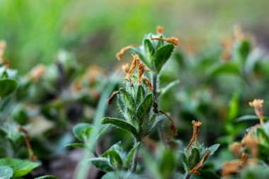 Fringe Leaf Wild Petunia Ruellia rezilliği, tüylü yaprakları ve lavanta çiçekleri ile, kuru topraklarda gelişen ve tozlaştırıcıları çeken düşük büyüyen bir ebediyet türüdür.