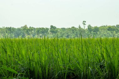 Bereketli yeşil çeltik tarlaları, sallanan ekinler, verimli topraklar ve akan suyla doğanın ahengi içinde gelişen bitmeyen bir şekilde uzanıyor.