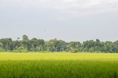 Rüzgarda sallanan yemyeşil çeltik tarlalarının manzarası kırsal bölgelerde yaygın ve resimsel bir manzaradır. Pirinç Asya 'nın temel gıdasıdır.