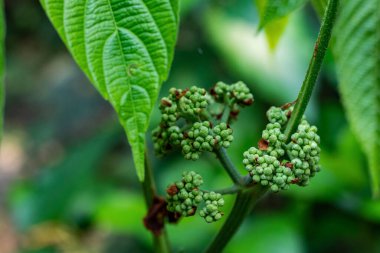 Bush Grape, Veldt Grape, Devils Omurga, Hadjod. Yuvarlak, etli böğürtlenler, 6 ila 8 mm çapında, olgunlaştığında kırmızıya dönüyor.